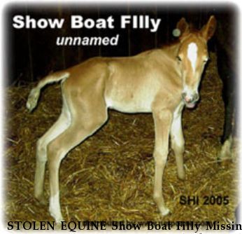 STOLEN EQUINE Show Boat Filly Missing from pasture, Near Brentwood nbsp, KY, 37027